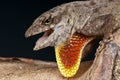 Brown anole Royalty Free Stock Photo