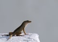 Brown anole Royalty Free Stock Photo