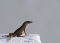 Brown anole