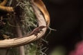 Brown anole also called the Bahaman anole or Anolis sagrei Royalty Free Stock Photo