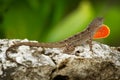 Brown Anole - Anolis sagrei also Cuban brown or De la Sagra anole, lizard in Dactyloidae, native to Cuba and Bahamas, widely Royalty Free Stock Photo