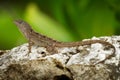 Brown Anole - Anolis sagrei also Cuban brown or De la Sagra anole, lizard in Dactyloidae, native to Cuba and Bahamas, widely Royalty Free Stock Photo
