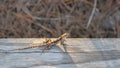 Brown Anole (Anolis Sagrei) Royalty Free Stock Photo