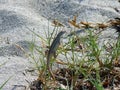 A Brown Anole Anolis sagrei Royalty Free Stock Photo