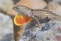 The brown anole Anolis sagrei is inflating its throat Royalty Free Stock Photo