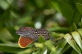 Brown anole Anolis sagrei with Orange Dewlap on a Coontie Bush Royalty Free Stock Photo