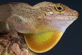 Brown Anole / Anolis sagrei Royalty Free Stock Photo