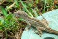 Anolis sagrei or brown anole reptile bathing in the sun, Moir Gardens, Kauai, Hawaii