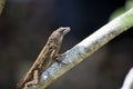 Brown Anole on a Branch