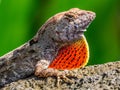 Brown Anole