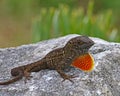 Brown anole dewlap Royalty Free Stock Photo