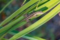 Brown anole on fan palm leaves with shadow Royalty Free Stock Photo