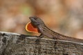 Brown Anole Lizard Royalty Free Stock Photo