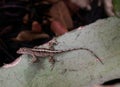 Brown Anole Lizard on an Aloe Leaf