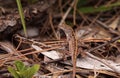 Brown anole lizard Anolis sagrei Royalty Free Stock Photo