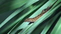 A Brown Anole Lizard (Anolis Sagrei) Royalty Free Stock Photo