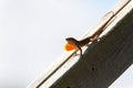 Brown Anole lizard Anolis sagrei with a red orange dewlap displayed Royalty Free Stock Photo