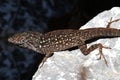 Brown Anole Lizard (Anolis sagrei) Royalty Free Stock Photo