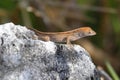 Brown Anole Lizard (Anolis sagrei) Royalty Free Stock Photo