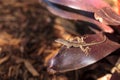 Brown anole lizard Anolis sagrei with spots climbs on a bromeliad leaf Royalty Free Stock Photo