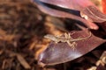 Brown anole lizard Anolis sagrei with spots climbs on a bromeliad leaf Royalty Free Stock Photo