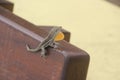 Brown anole lizard on a bench on St. Barts, Caribbean Royalty Free Stock Photo