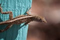 Brown Anole Lizard Royalty Free Stock Photo