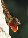 Brown Anole Lizard Bright Orange Neck Dewlap Displayed