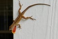 Brown anole lizard with dewlap