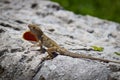 Brown Anole lizard displaying its dewlap Royalty Free Stock Photo