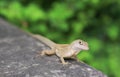 Brown Anole Lizard in Gardens by the Bay Singapore Royalty Free Stock Photo