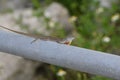brown anole lizard Male displaying dewlap Royalty Free Stock Photo