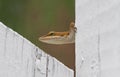 Brown Anole Lizard Sitting on a White Fence Royalty Free Stock Photo