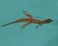 Brown Anole lizard swimming Royalty Free Stock Photo