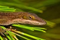 Brown anole lizard up close. Royalty Free Stock Photo