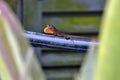 Brown anole lizard extending his red dewlap Royalty Free Stock Photo