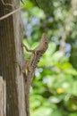 Brown Anoles Climbing Posts Royalty Free Stock Photo
