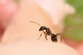 brown ant crawling on the hand Royalty Free Stock Photo