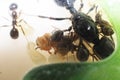 Brown ant messor structor and larvae closeup