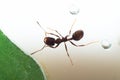 Brown ant messor structor on white background