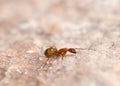 Brown ant on the rock