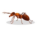 Brown ant on white. Insect icon. Termite.