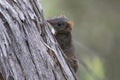 Brown Antechinus Royalty Free Stock Photo