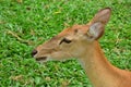 Brown antlered deer Royalty Free Stock Photo