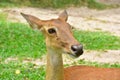 Brown antlered deer Royalty Free Stock Photo