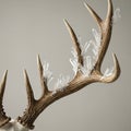 Brown antlers adorned with clear quartz crystals (SiO2), creating a striking