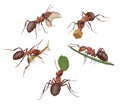 Brown ants holding food, larva, leaf Royalty Free Stock Photo