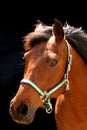 Brown arabian horse