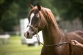 Brown Arabian horse