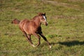 Brown Arabian horse foal running over green field Royalty Free Stock Photo